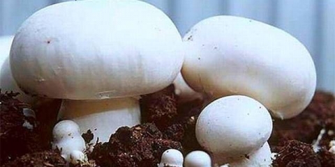 Kako uzgajati gljive kod kuće